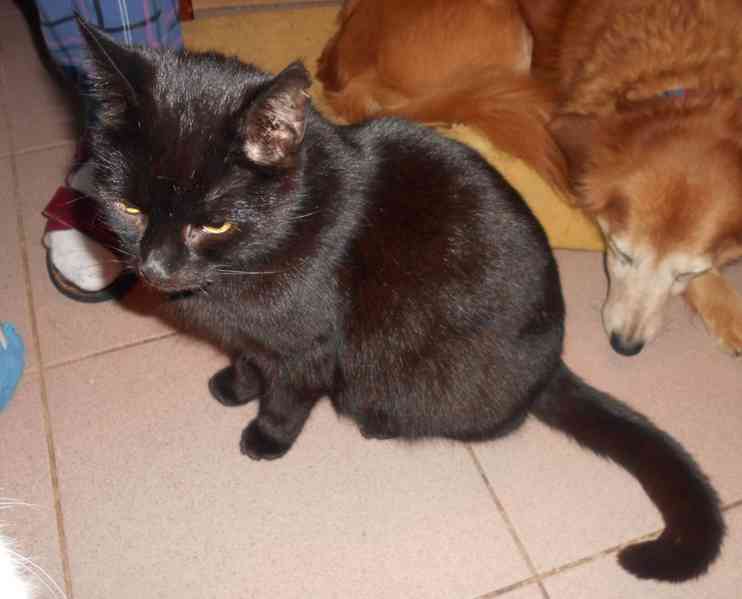 Černá Sissi, vstřícná, milá, komunikativní, vítací kočička
