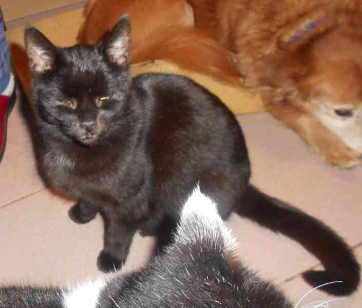 Černá Sissi, vstřícná, milá, komunikativní, vítací kočička - foto 2