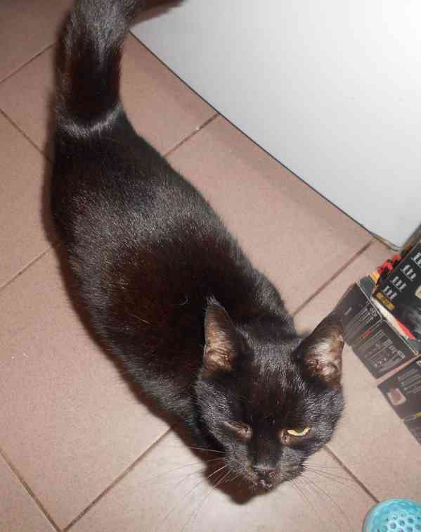 Černá Sissi, vstřícná, milá, komunikativní, vítací kočička - foto 3