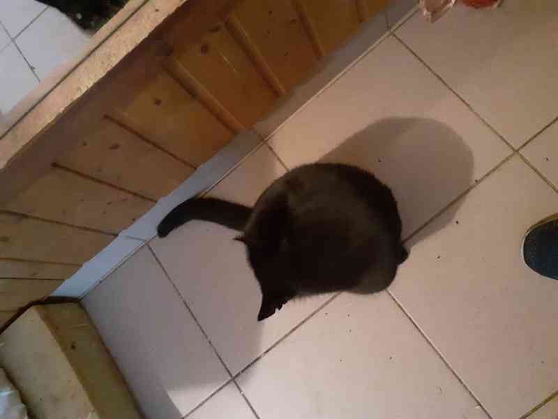 Černá Sissi, vstřícná, milá, komunikativní, vítací kočička - foto 4