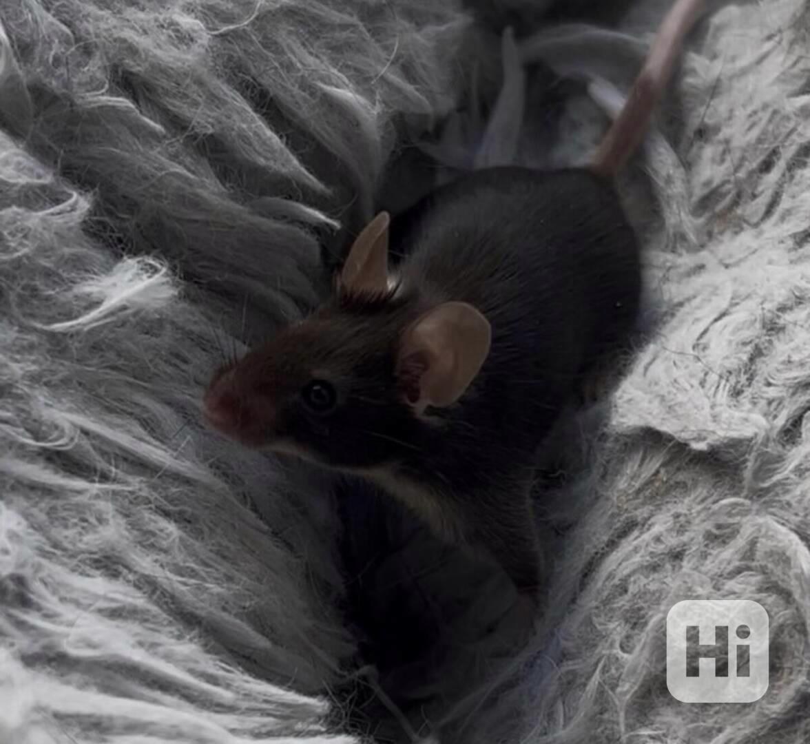 Fancy / barevné myši  - foto 1