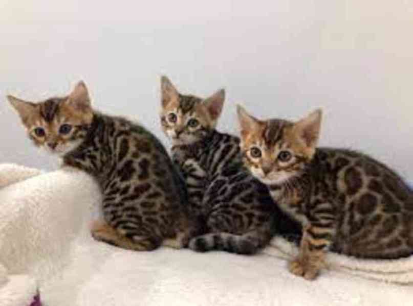 Bengálská koťátka k dispozici