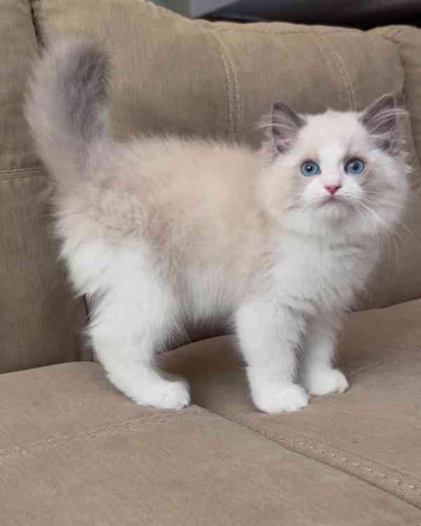 Krásná koťátka plemene Ragdoll - foto 1