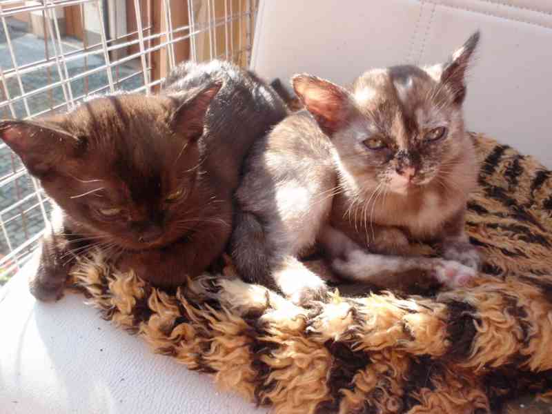 Barmská koťata s PP a europasem - foto 7