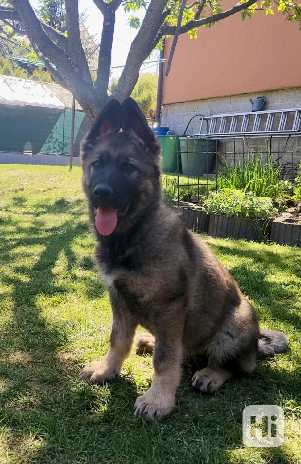 Německý ovčák  - foto 1