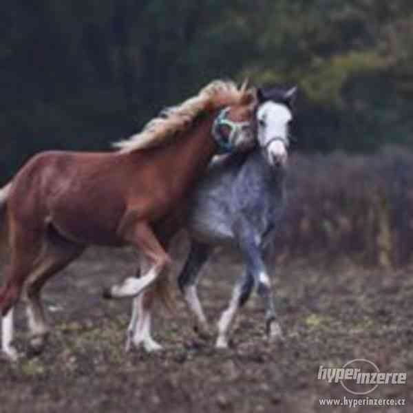 Wels pony - foto 1