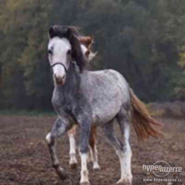 Wels pony - foto 2