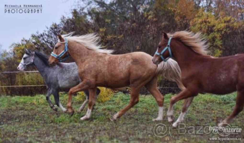 Wels pony - foto 5