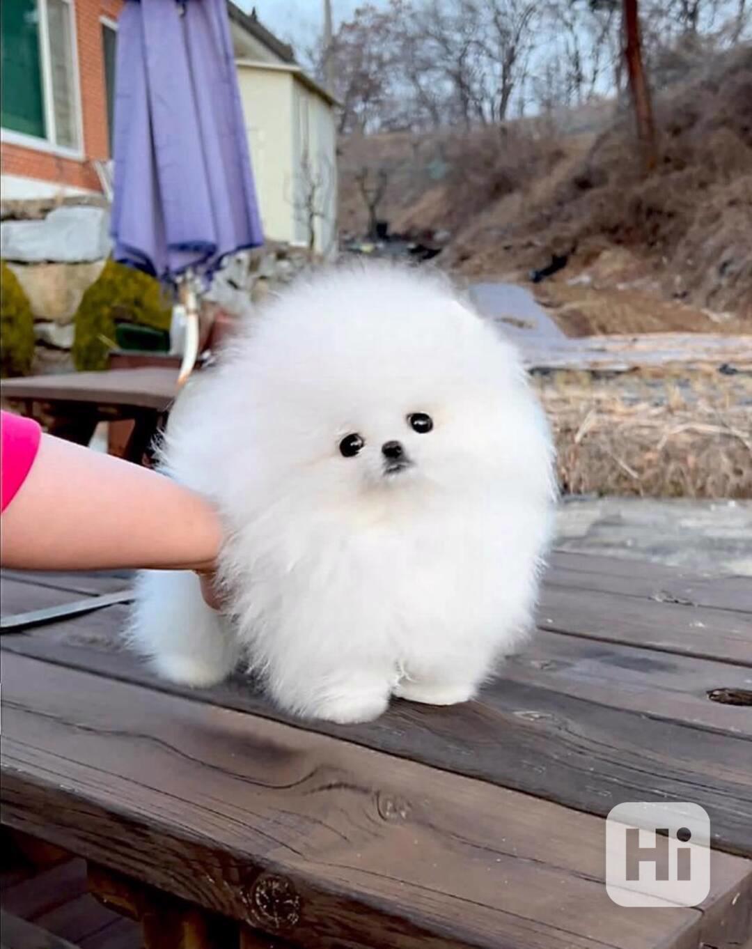 Nejkouzelnější a nejrozkošnější štěňata pomeraniana. - foto 1