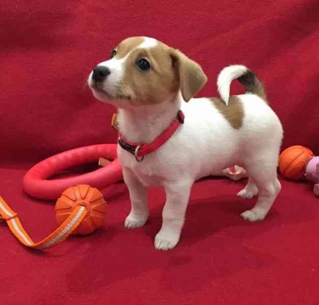 12 týdenní štěně jack russella k adopci zdarma   - foto 1