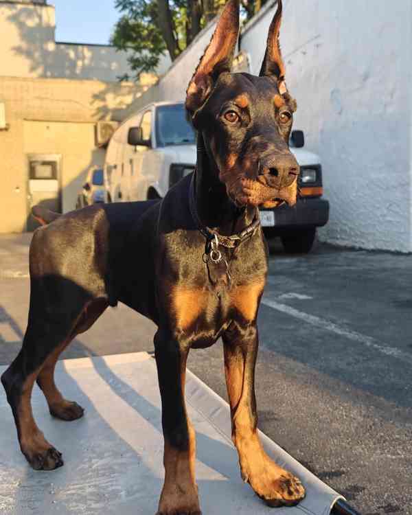 Adoptujte si ho, prosím - foto 3