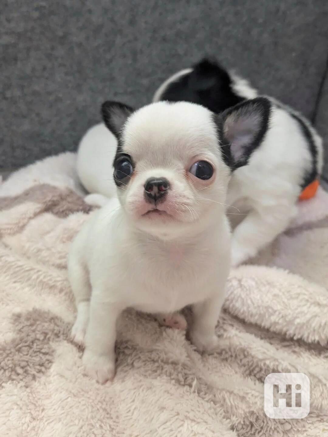 Dárek zdarma Štěňata čivavy k adopci zdarma   - foto 1