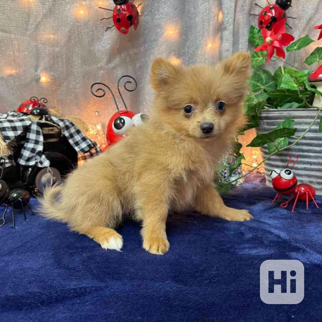 Zdravá štěňata pomeranského ovčáka pro vás. - foto 1