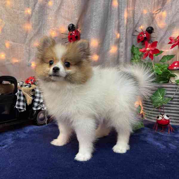 Zdravá štěňata pomeranského ovčáka pro vás. - foto 2