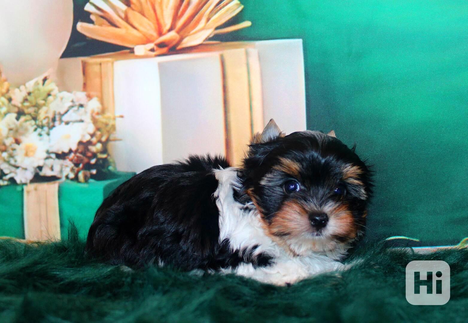 biewer terier s PP pejsek  - foto 1