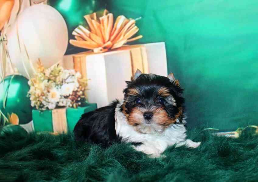 biewer terier s PP pejsek  - foto 5