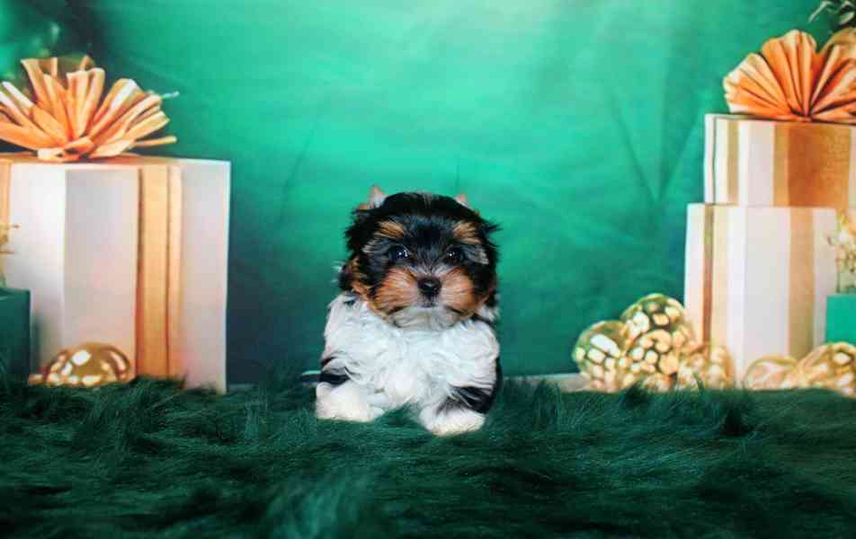 biewer terier s PP pejsek  - foto 6