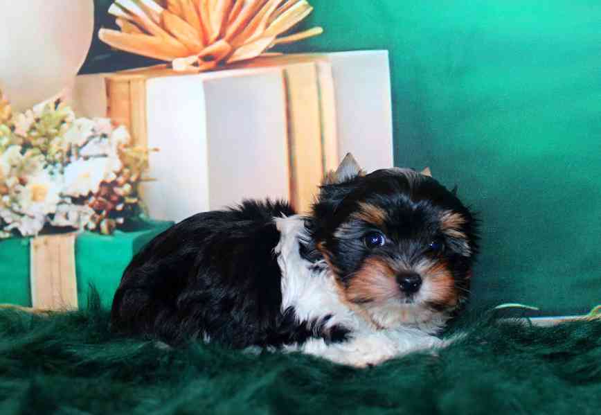 biewer terier s PP pejsek  - foto 1