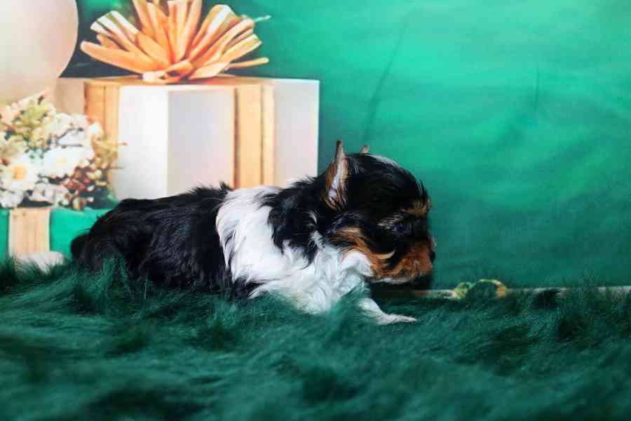 biewer terier s PP pejsek  - foto 3