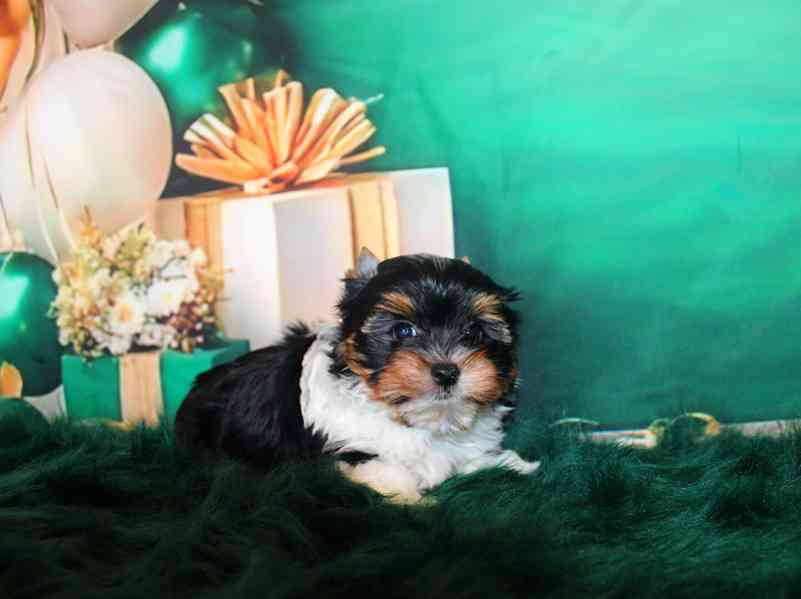 biewer terier s PP pejsek  - foto 4