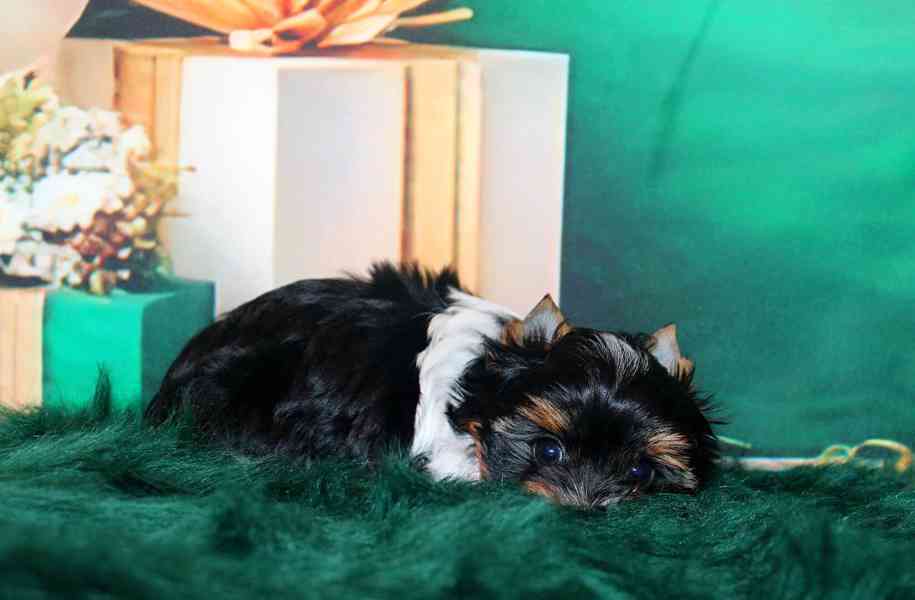 biewer terier s PP pejsek  - foto 8