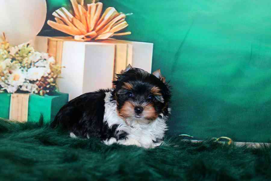 biewer terier s PP pejsek  - foto 7