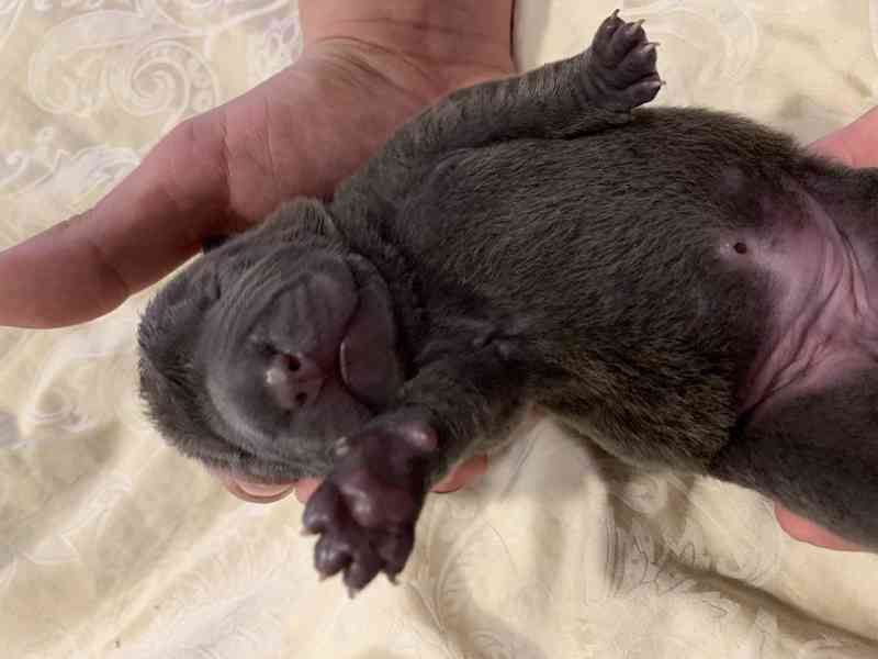 Prodej SHARPEI štěňat bez PP!  - foto 4