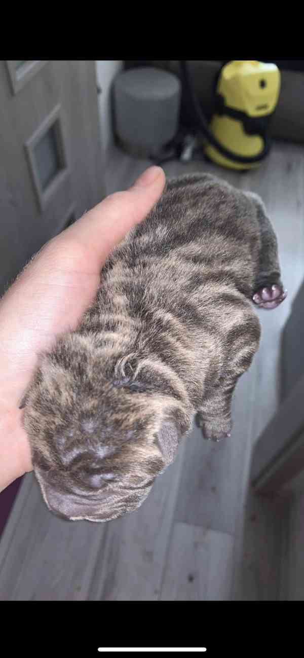 Prodej SHARPEI štěňat bez PP!  - foto 14