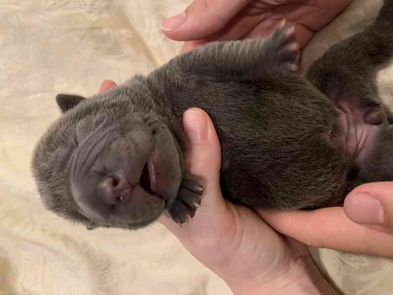 Prodej SHARPEI štěňat bez PP!  - foto 8