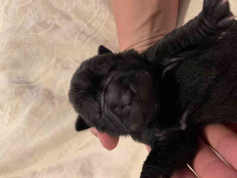 Prodej SHARPEI štěňat bez PP!  - foto 3