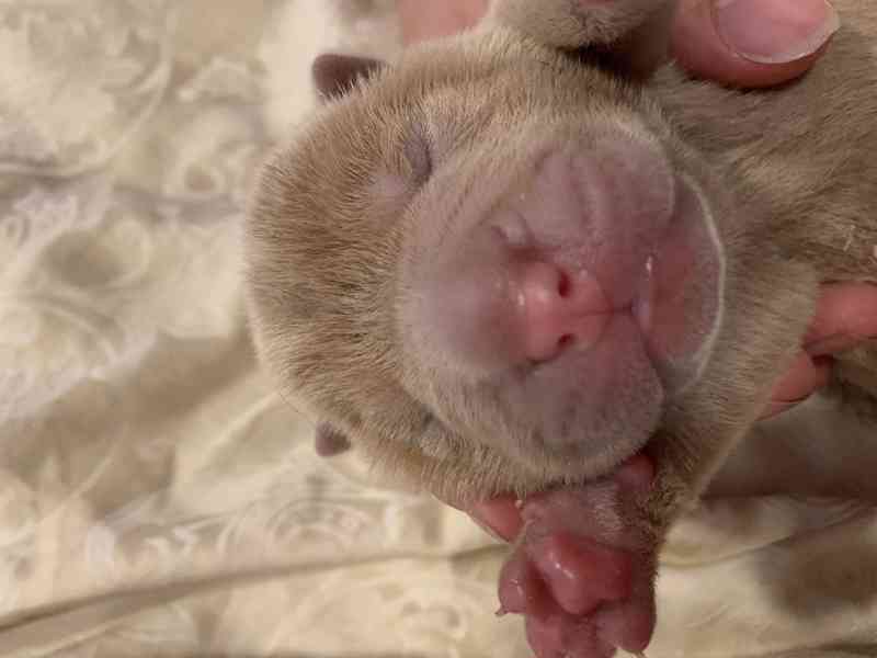 Prodej SHARPEI štěňat bez PP!  - foto 7