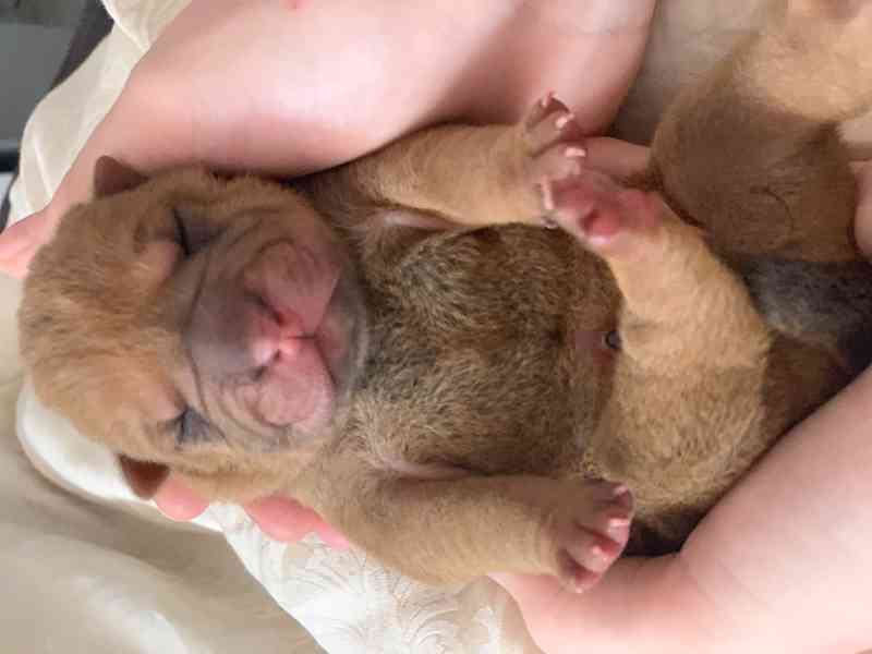 Prodej SHARPEI štěňat bez PP!  - foto 13