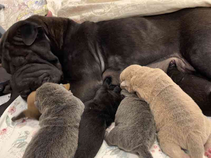 Prodej SHARPEI štěňat bez PP!  - foto 12