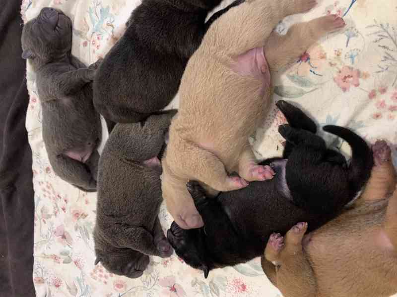 Prodej SHARPEI štěňat bez PP!  - foto 11