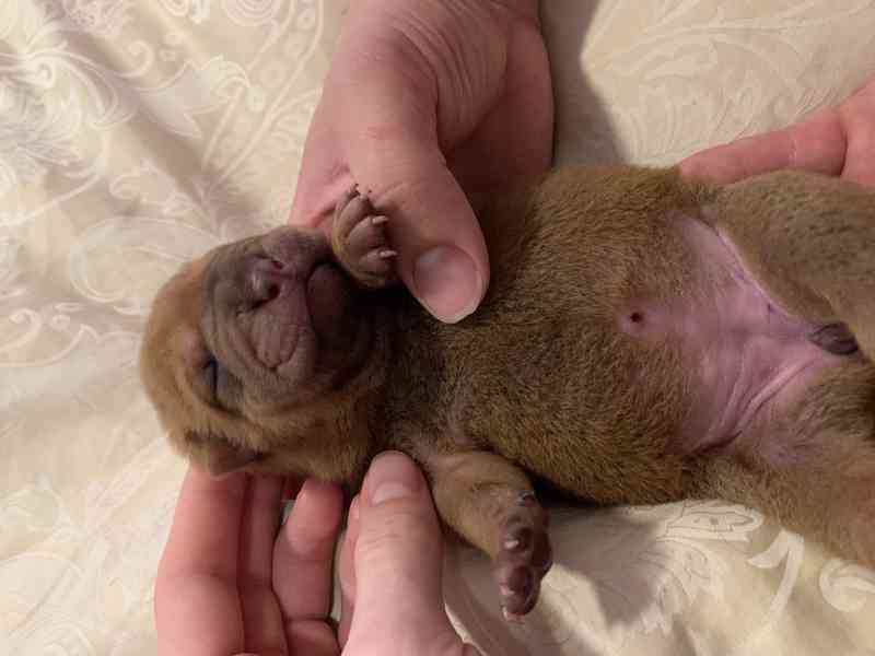 Prodej SHARPEI štěňat bez PP!  - foto 10