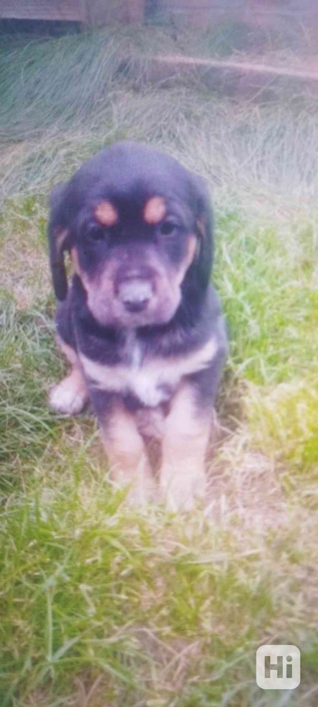 Štěňátka  - foto 1