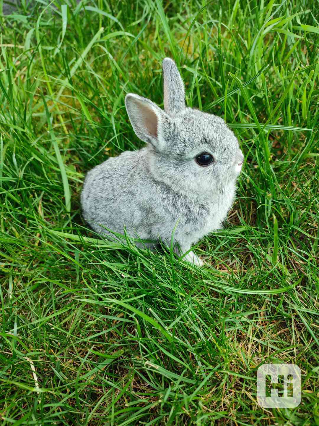 Zakrslý králíček  - foto 1
