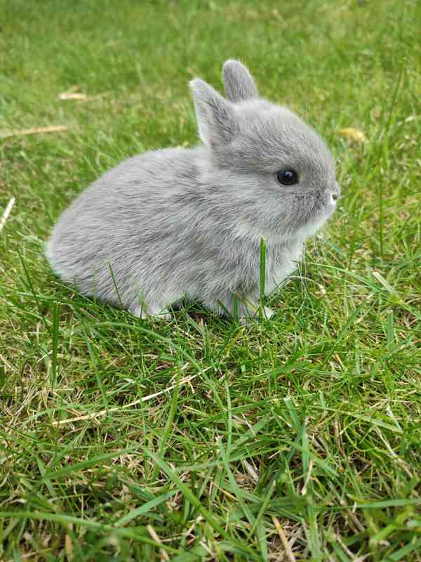 Zakrslý králíček  - foto 1