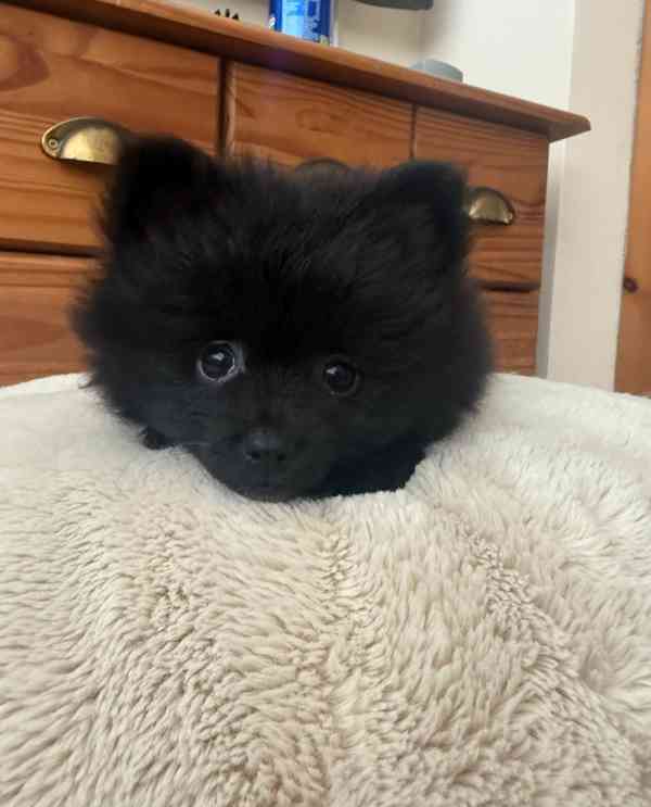 štěňata pomeraniana - foto 5