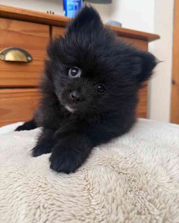 štěňata pomeraniana - foto 6
