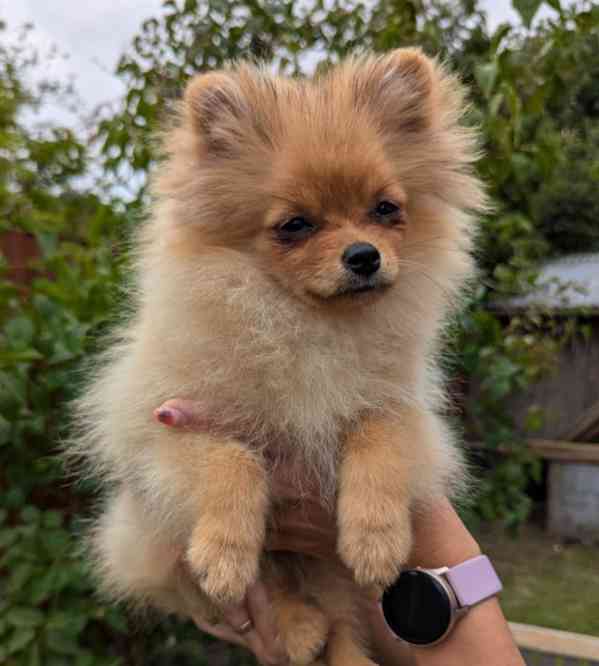 štěňata pomeraniana - foto 9