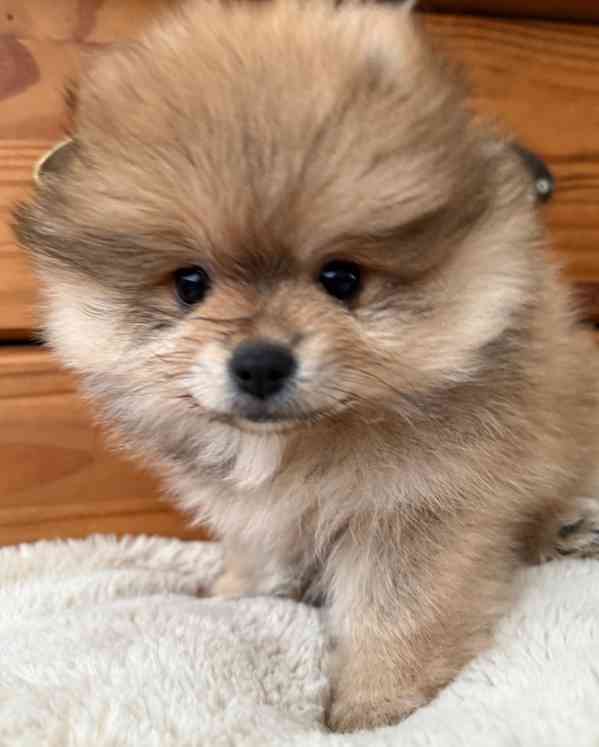 štěňata pomeraniana - foto 7