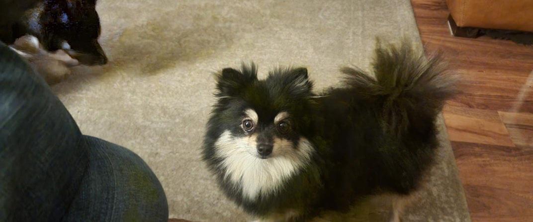 štěňata pomeraniana - foto 3