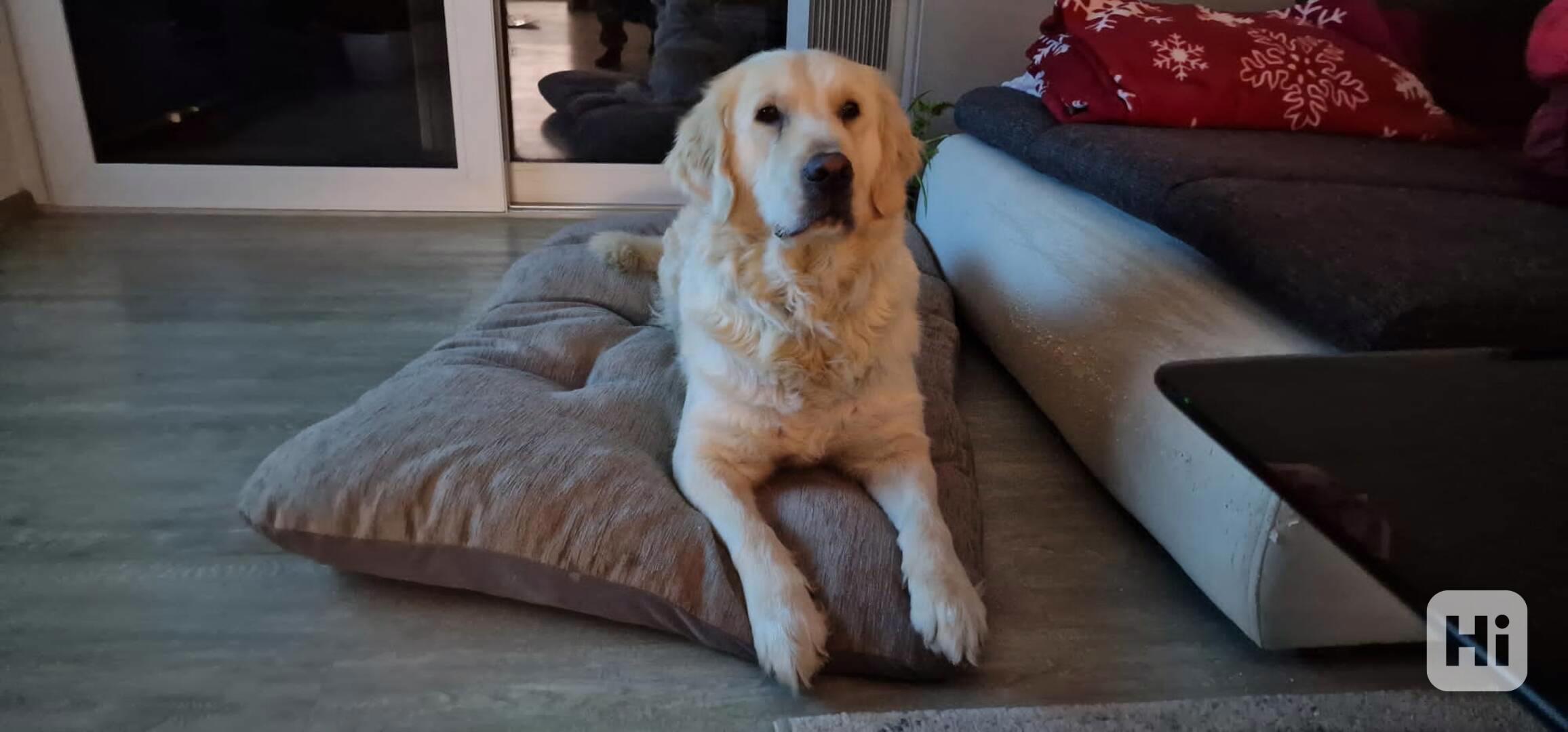 Zlatý Retrívr - foto 1