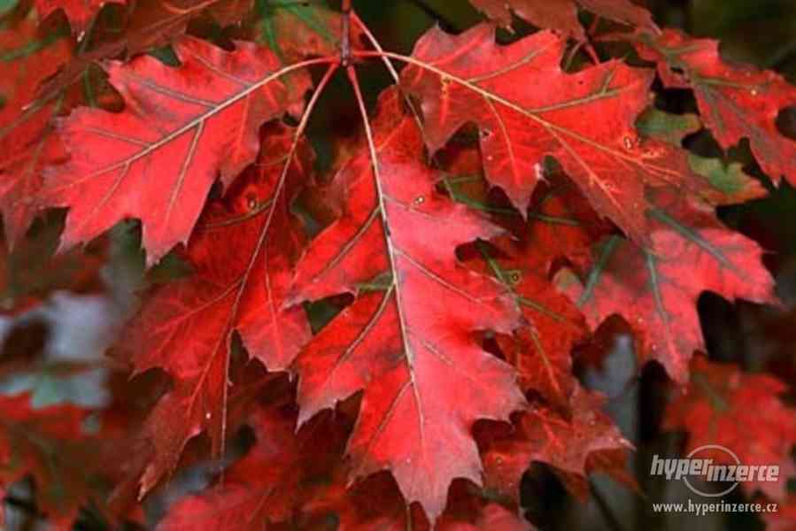 Dub červený - naklíčená semena - foto 1