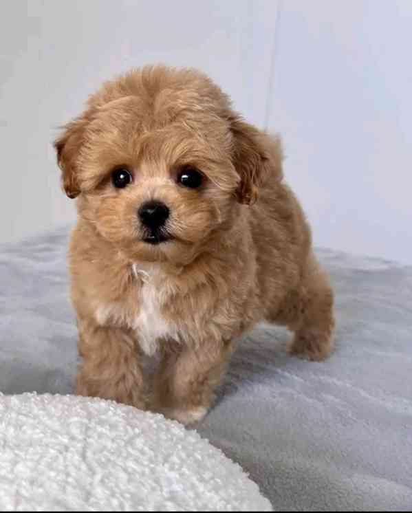 Štěňata maltipoo hledají domov. - foto 1