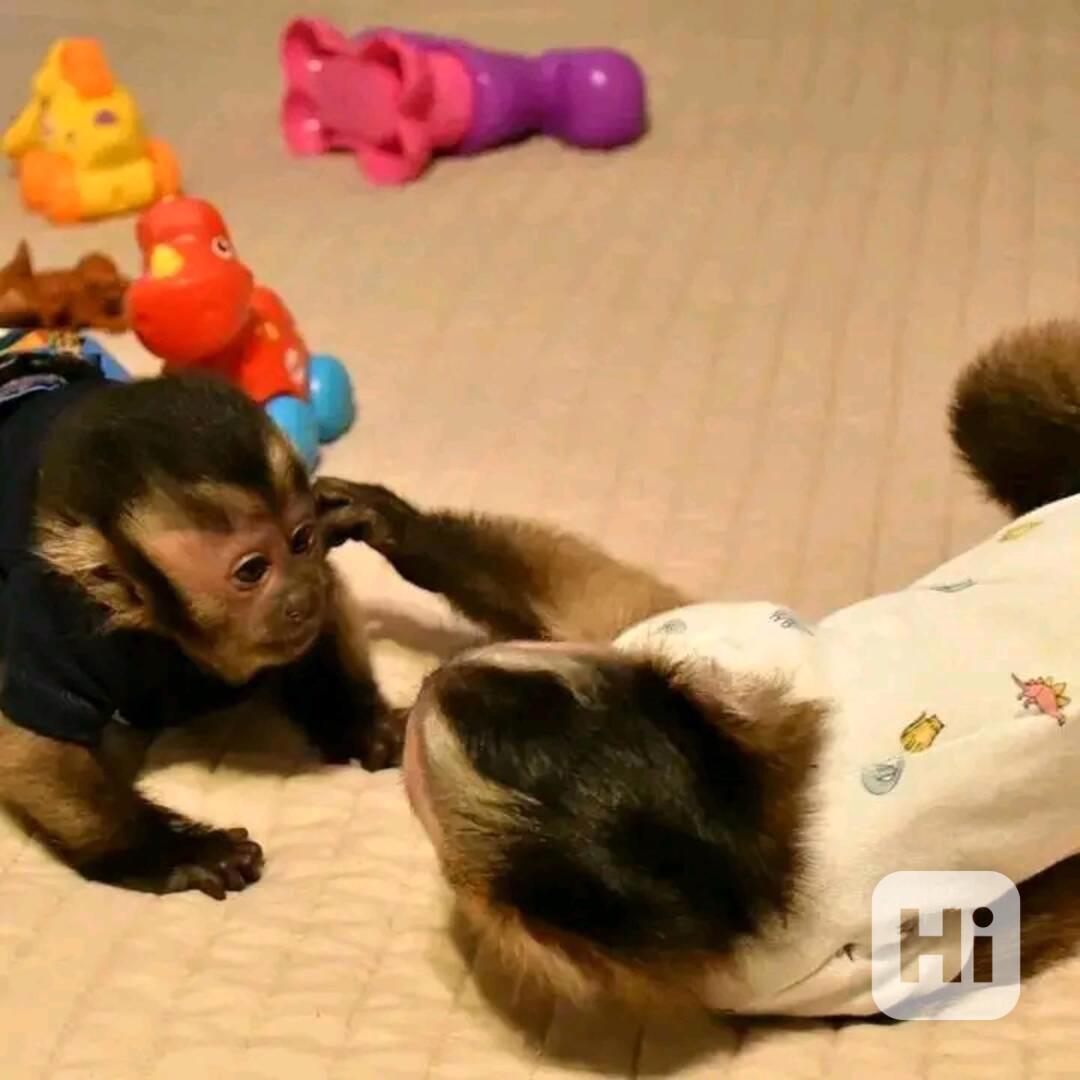  Zručný kapucínský hráč Miminko má dovednosti, které vás roz - foto 1
