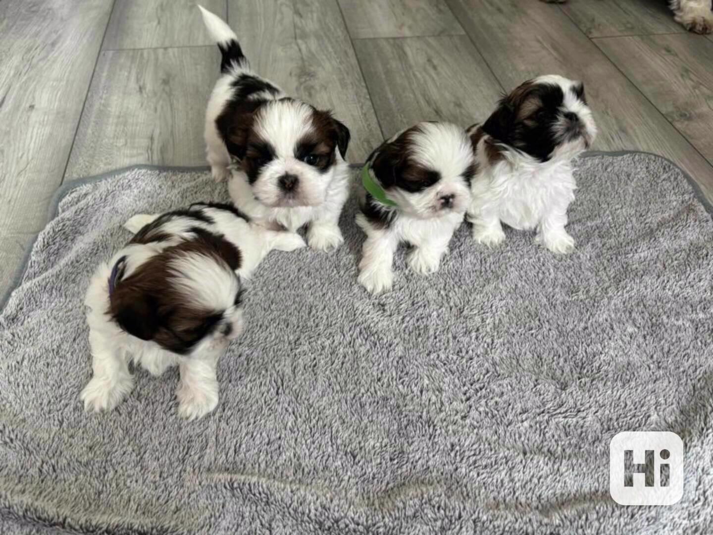Štěňata shitzu k adopci - foto 1