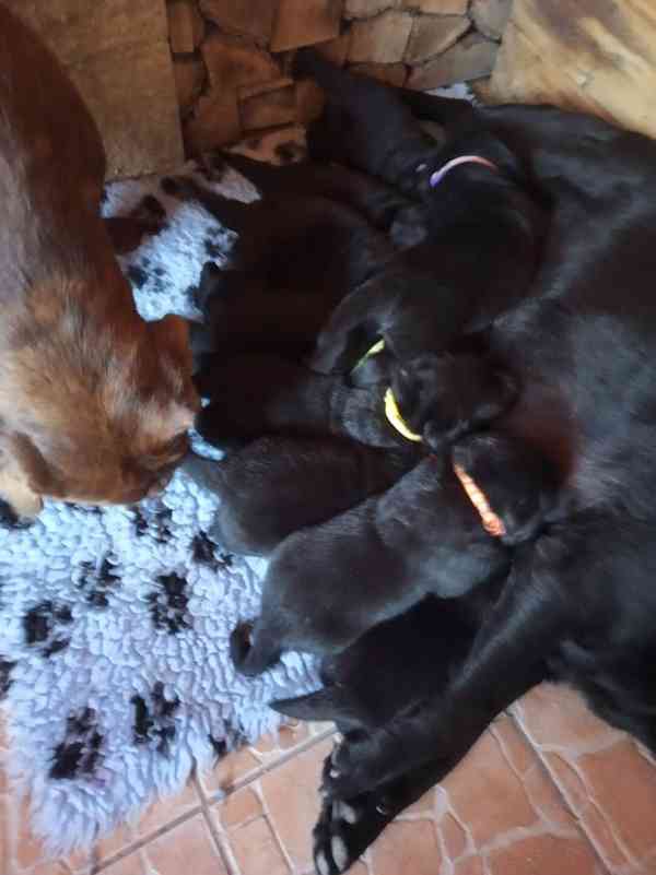 černá štěňata labradorského retrievera s PP - foto 3