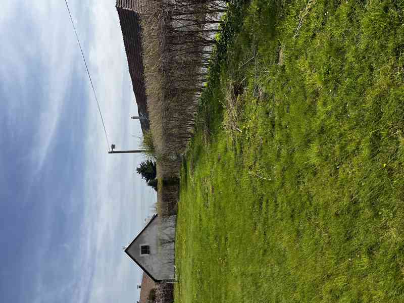 Střih živých plotů - foto 3